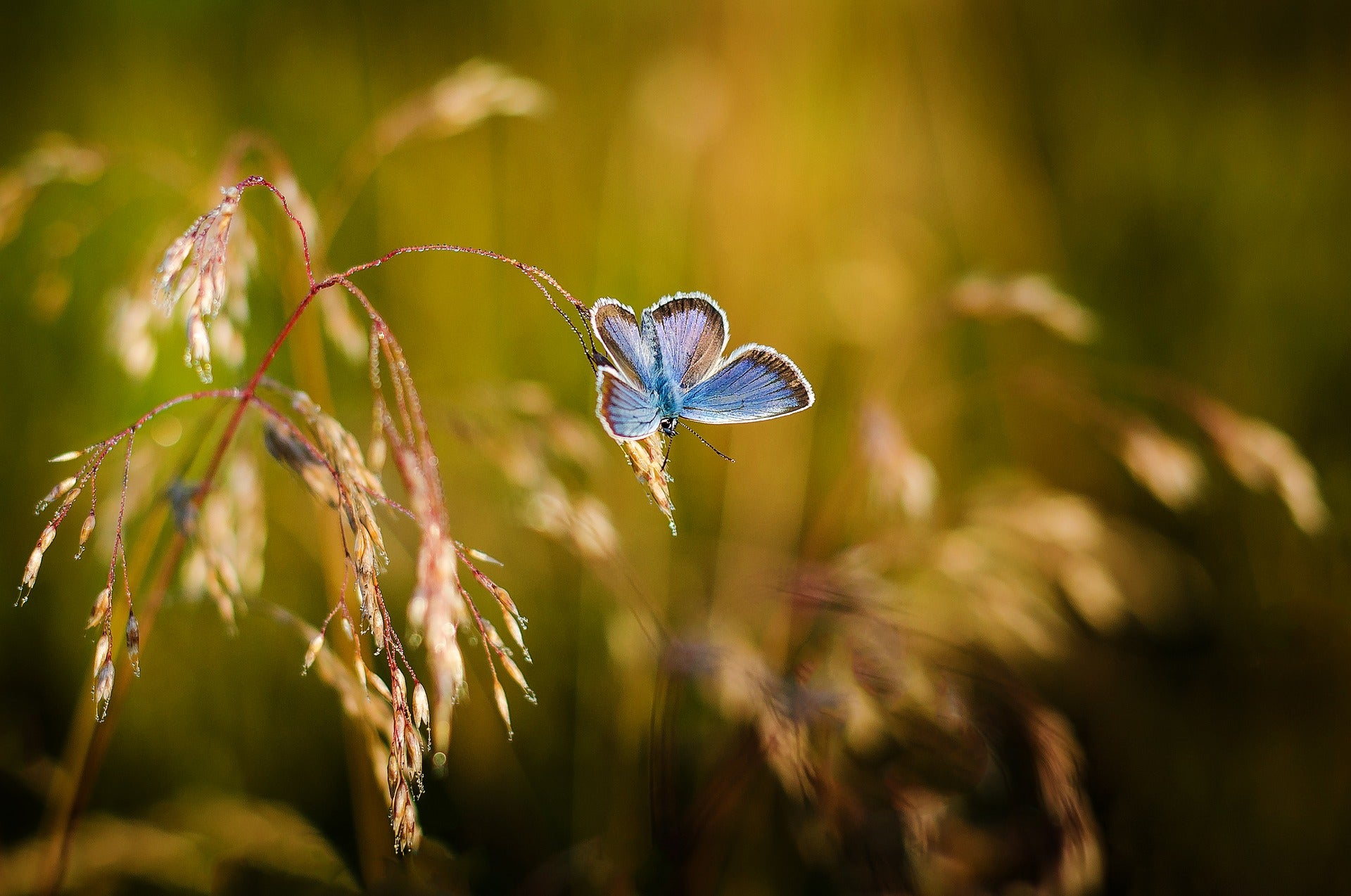 Insekten - Kleine Tierchen, große Leistung